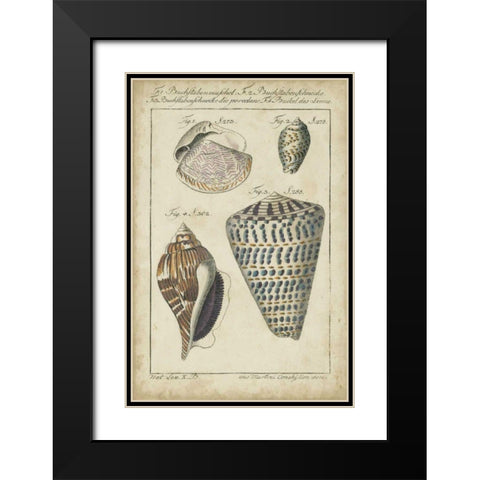 Vintage Shell Study II Black Modern Wood Framed Art Print with Double Matting by Martini