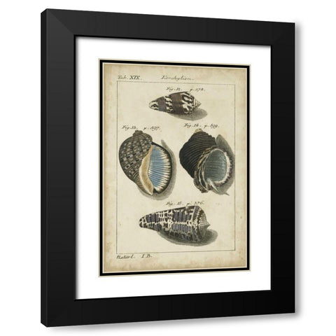 Vintage Shell Study III Black Modern Wood Framed Art Print with Double Matting by Martini