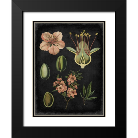 Study in Botany I Black Modern Wood Framed Art Print with Double Matting by Vision Studio