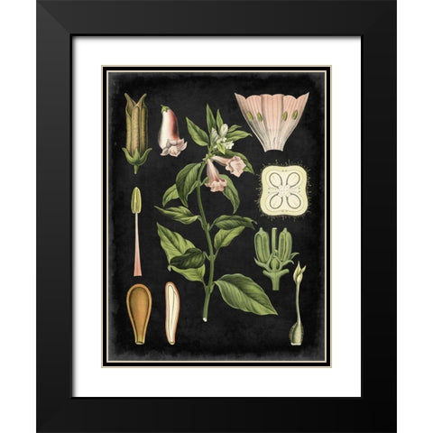 Study in Botany II Black Modern Wood Framed Art Print with Double Matting by Vision Studio