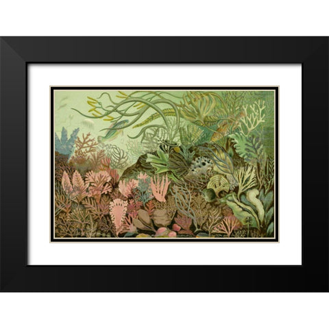 Seaweed Panorama Black Modern Wood Framed Art Print with Double Matting by Unknown