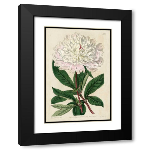 Imperial Floral I Black Modern Wood Framed Art Print with Double Matting by Vision Studio