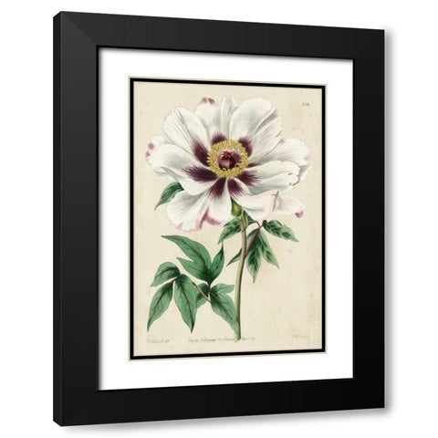 Imperial Floral II Black Modern Wood Framed Art Print with Double Matting by Vision Studio