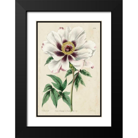 Imperial Floral II Black Modern Wood Framed Art Print with Double Matting by Vision Studio