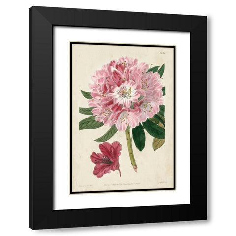 Imperial Floral III Black Modern Wood Framed Art Print with Double Matting by Vision Studio