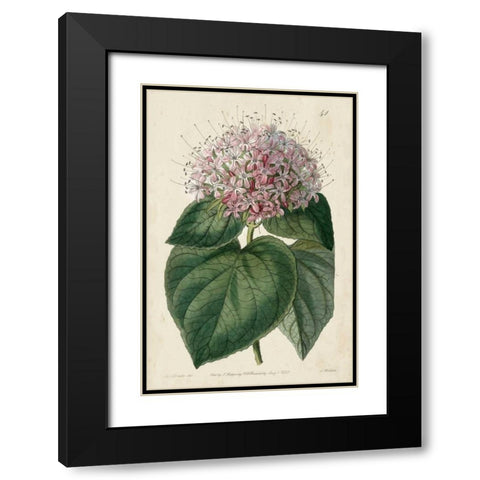 Imperial Floral IV Black Modern Wood Framed Art Print with Double Matting by Vision Studio