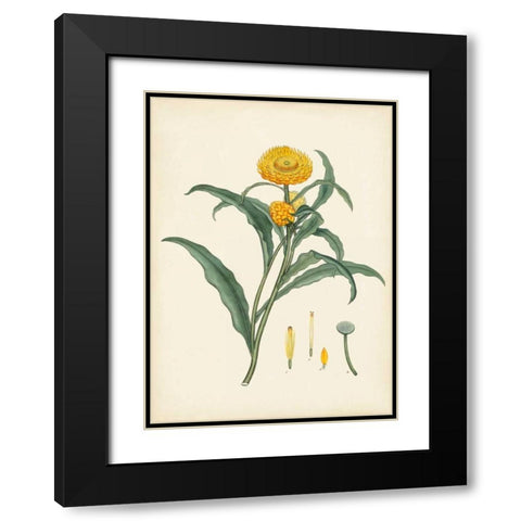 Splendors of Botany I Black Modern Wood Framed Art Print with Double Matting by Unknown