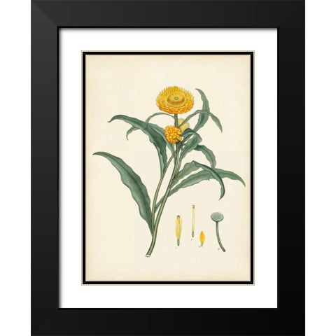 Splendors of Botany I Black Modern Wood Framed Art Print with Double Matting by Unknown