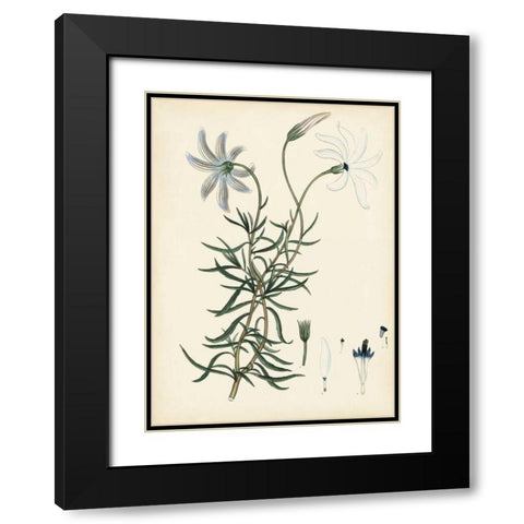 Splendors of Botany II Black Modern Wood Framed Art Print with Double Matting by Unknown