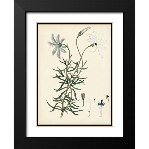 Splendors of Botany II Black Modern Wood Framed Art Print with Double Matting by Unknown