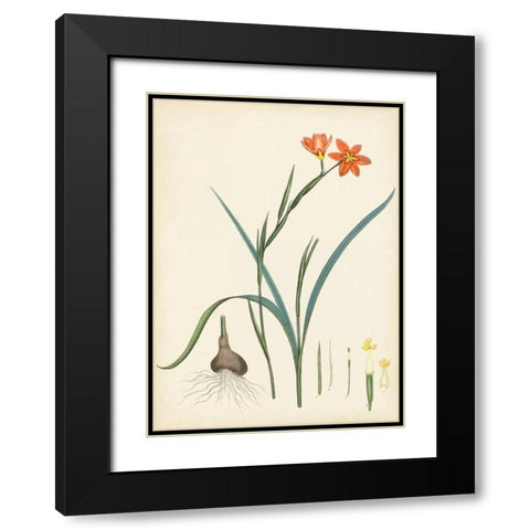 Splendors of Botany III Black Modern Wood Framed Art Print with Double Matting by Unknown
