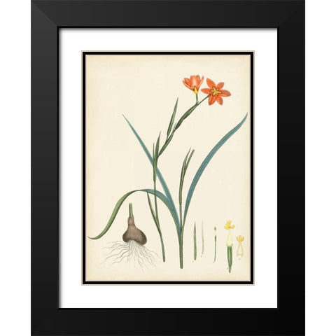 Splendors of Botany III Black Modern Wood Framed Art Print with Double Matting by Unknown