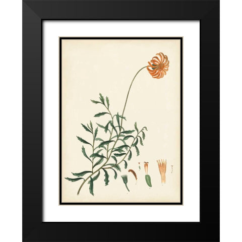 Splendors of Botany IV Black Modern Wood Framed Art Print with Double Matting by Unknown
