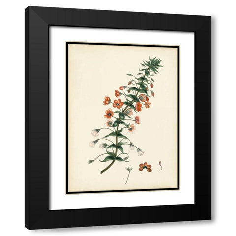 Splendors of Botany V Black Modern Wood Framed Art Print with Double Matting by Unknown