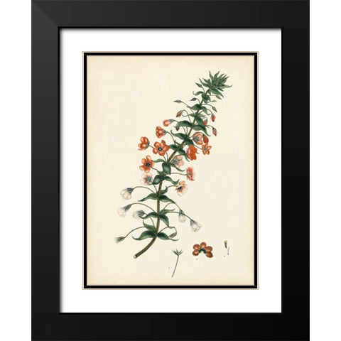 Splendors of Botany V Black Modern Wood Framed Art Print with Double Matting by Unknown