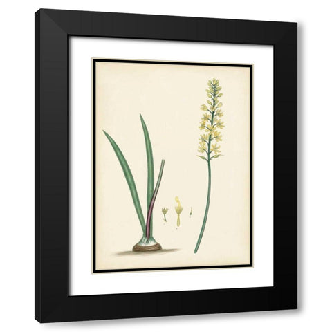 Splendors of Botany VI Black Modern Wood Framed Art Print with Double Matting by Unknown