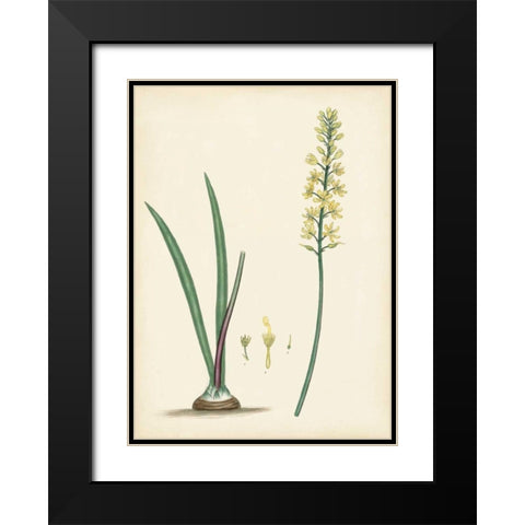 Splendors of Botany VI Black Modern Wood Framed Art Print with Double Matting by Unknown