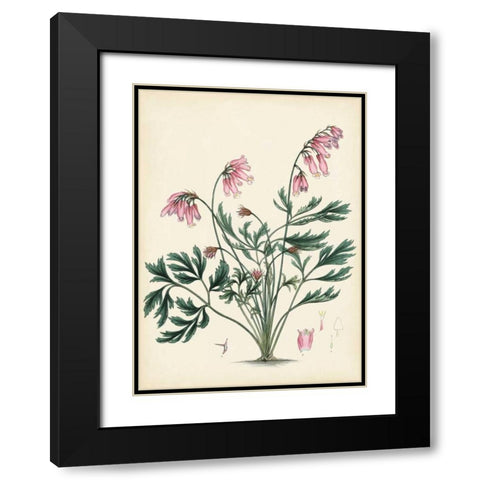 Splendors of Botany VII Black Modern Wood Framed Art Print with Double Matting by Unknown