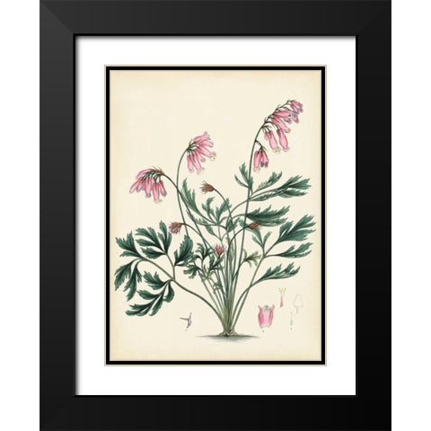 Splendors of Botany VII Black Modern Wood Framed Art Print with Double Matting by Unknown