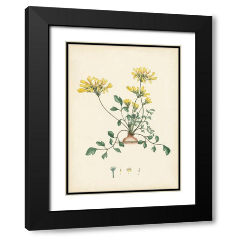 Splendors of Botany VIII Black Modern Wood Framed Art Print with Double Matting by Unknown