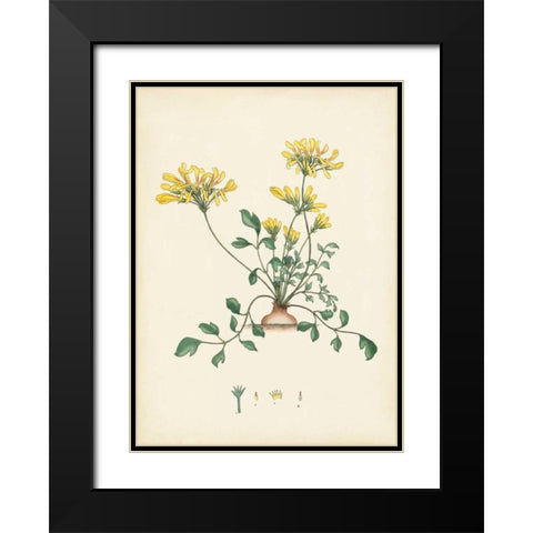 Splendors of Botany VIII Black Modern Wood Framed Art Print with Double Matting by Unknown