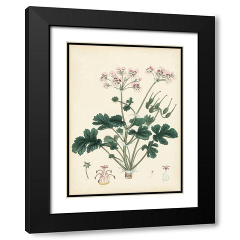 Splendors of Botany IX Black Modern Wood Framed Art Print with Double Matting by Unknown