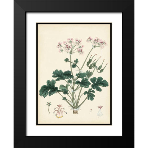 Splendors of Botany IX Black Modern Wood Framed Art Print with Double Matting by Unknown