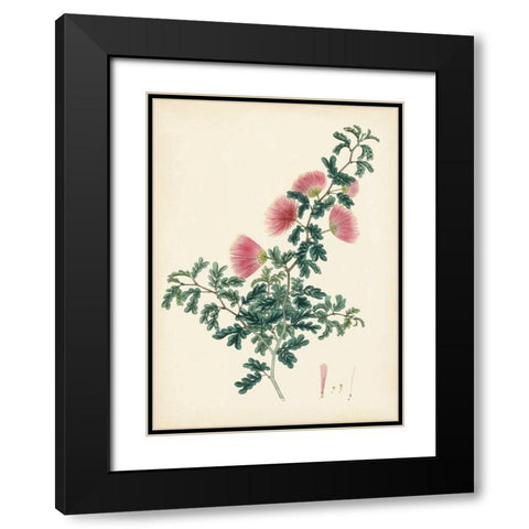 Splendors of Botany X Black Modern Wood Framed Art Print with Double Matting by Unknown