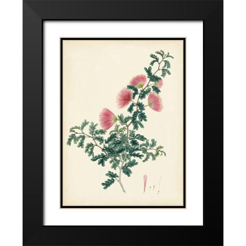 Splendors of Botany X Black Modern Wood Framed Art Print with Double Matting by Unknown