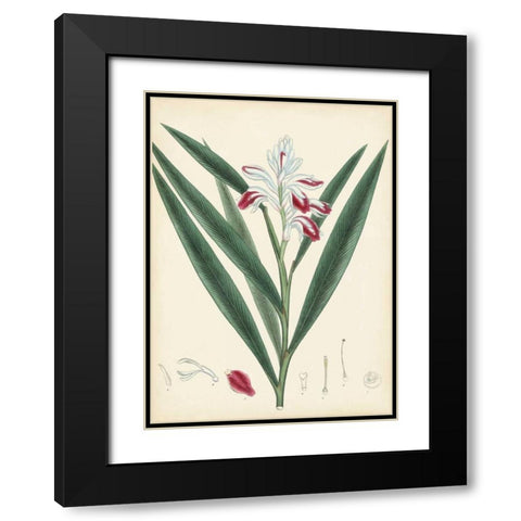 Splendors of Botany XI Black Modern Wood Framed Art Print with Double Matting by Unknown