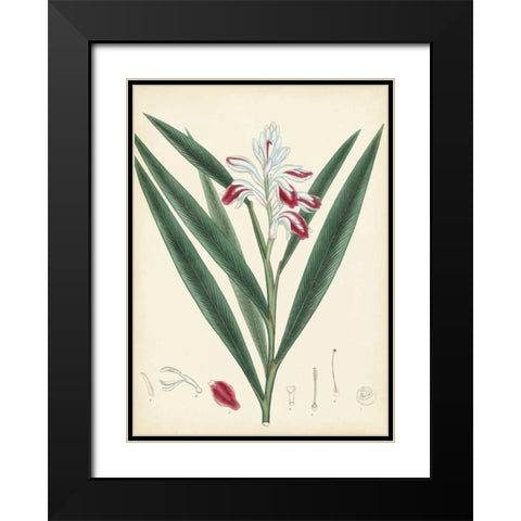 Splendors of Botany XI Black Modern Wood Framed Art Print with Double Matting by Unknown