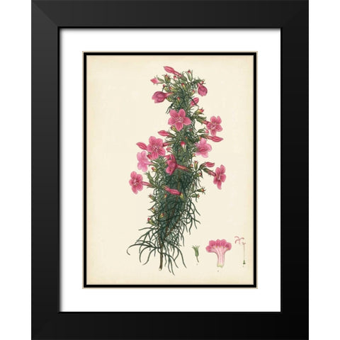 Splendors of Botany XII Black Modern Wood Framed Art Print with Double Matting by Unknown