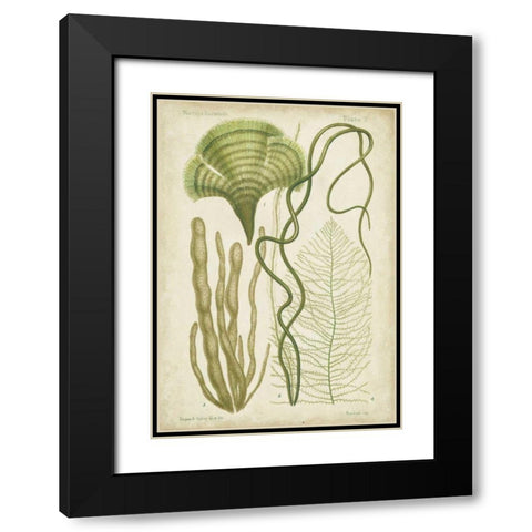 Seaweed Specimen in Green II Black Modern Wood Framed Art Print with Double Matting by Vision Studio