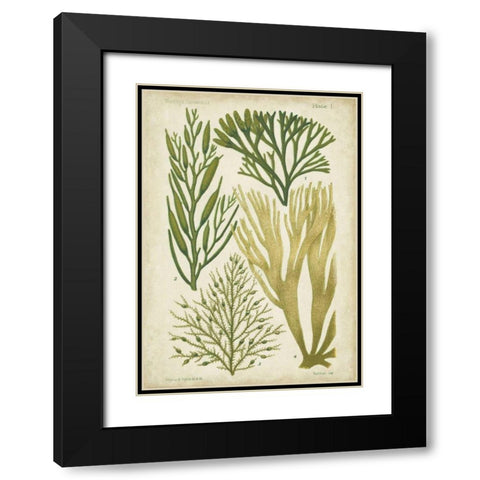 Seaweed Specimen in Green III Black Modern Wood Framed Art Print with Double Matting by Vision Studio