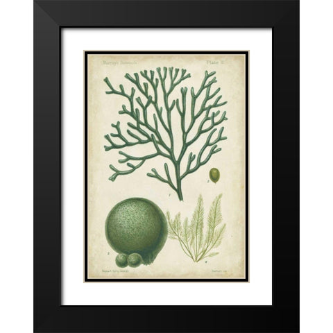 Seaweed Specimen in Green IV Black Modern Wood Framed Art Print with Double Matting by Vision Studio