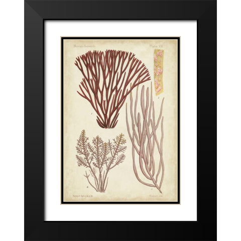 Seaweed Specimen in Coral I Black Modern Wood Framed Art Print with Double Matting by Vision Studio