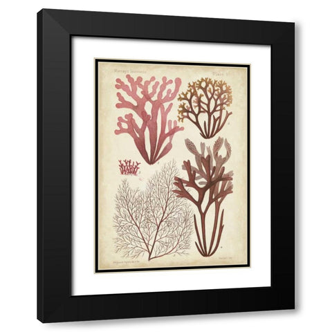 Seaweed Specimen in Coral II Black Modern Wood Framed Art Print with Double Matting by Vision Studio