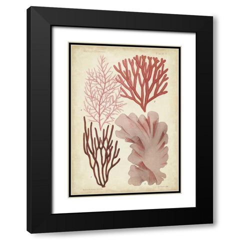 Seaweed Specimen in Coral III Black Modern Wood Framed Art Print with Double Matting by Vision Studio