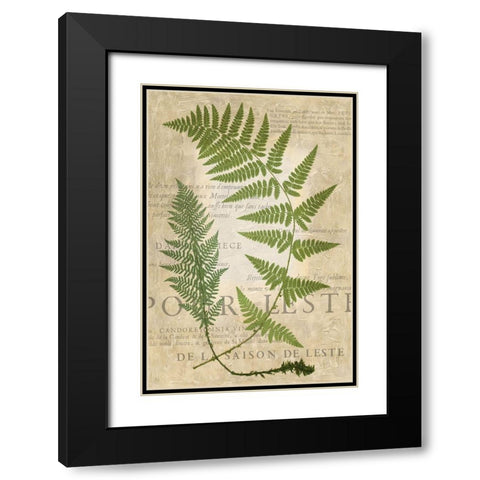 Fern Folio IV Black Modern Wood Framed Art Print with Double Matting by Vision Studio