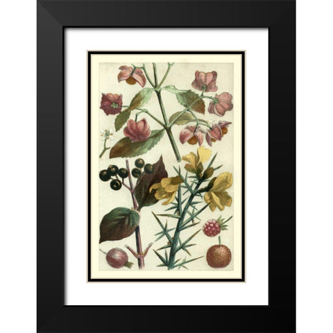 Fruits and Foliage I Black Modern Wood Framed Art Print with Double Matting by Vision Studio