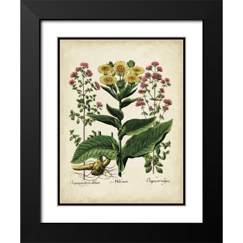 Besler Florilegium I Black Modern Wood Framed Art Print with Double Matting by Besler, Basilius