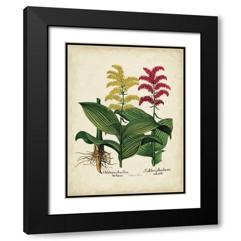 Besler Florilegium II Black Modern Wood Framed Art Print with Double Matting by Besler, Basilius