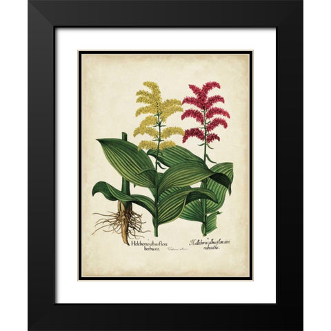 Besler Florilegium II Black Modern Wood Framed Art Print with Double Matting by Besler, Basilius