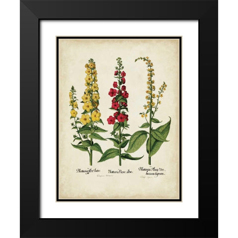 Besler Florilegium III Black Modern Wood Framed Art Print with Double Matting by Besler, Basilius
