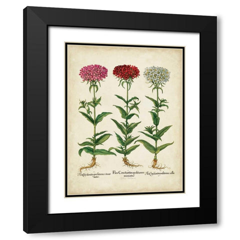 Besler Florilegium IV Black Modern Wood Framed Art Print with Double Matting by Besler, Basilius