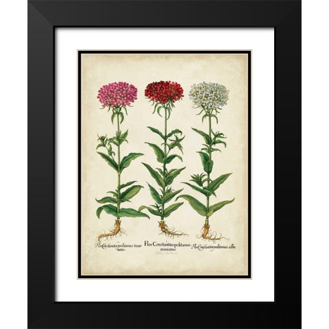 Besler Florilegium IV Black Modern Wood Framed Art Print with Double Matting by Besler, Basilius