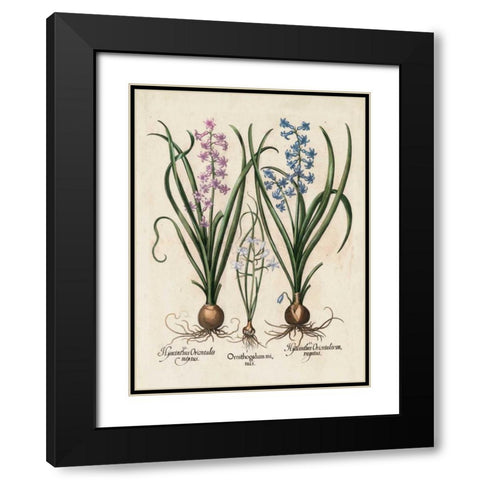 Besler Hyacinth I Black Modern Wood Framed Art Print with Double Matting by Besler, Basilius