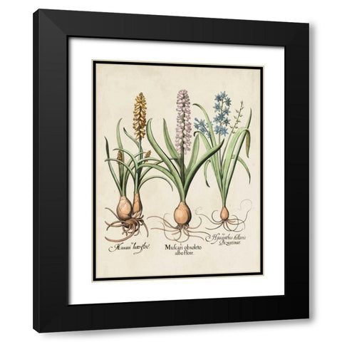 Besler Hyacinth II Black Modern Wood Framed Art Print with Double Matting by Besler, Basilius