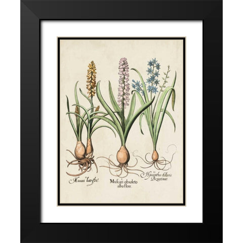 Besler Hyacinth II Black Modern Wood Framed Art Print with Double Matting by Besler, Basilius