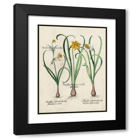 Besler Narcissus I Black Modern Wood Framed Art Print with Double Matting by Besler, Basilius